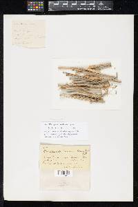 Thumbnail image of current specimen