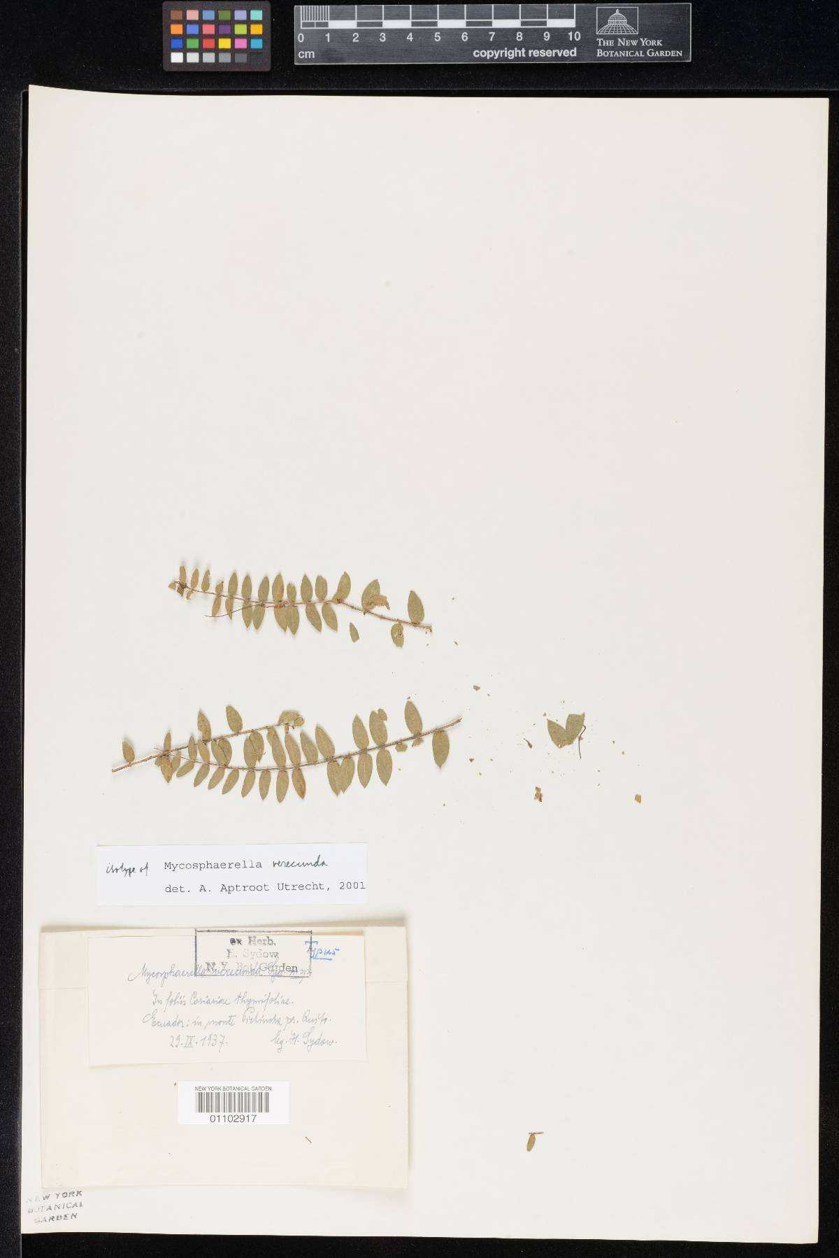 Mycosphaerella verecunda image