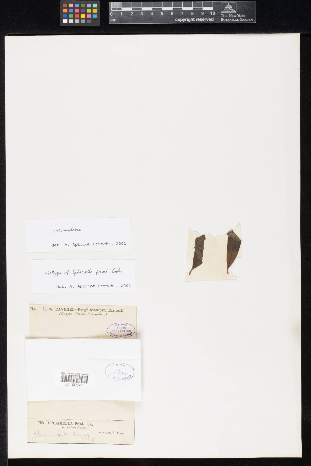 Sphaerella prini image