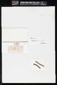 Uniseta flagellifera image