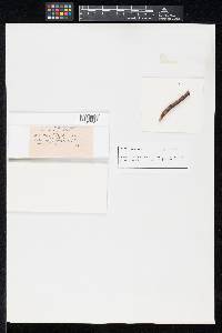 Uniseta flagellifera image