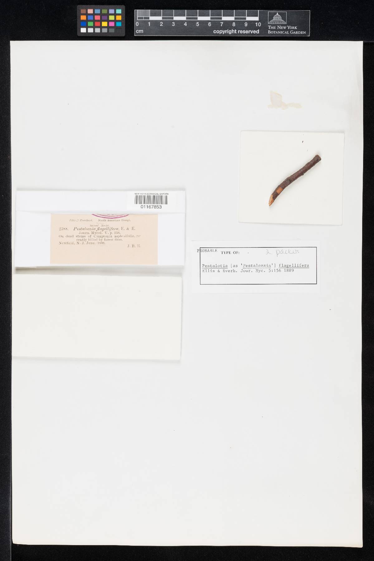 Uniseta flagellifera image