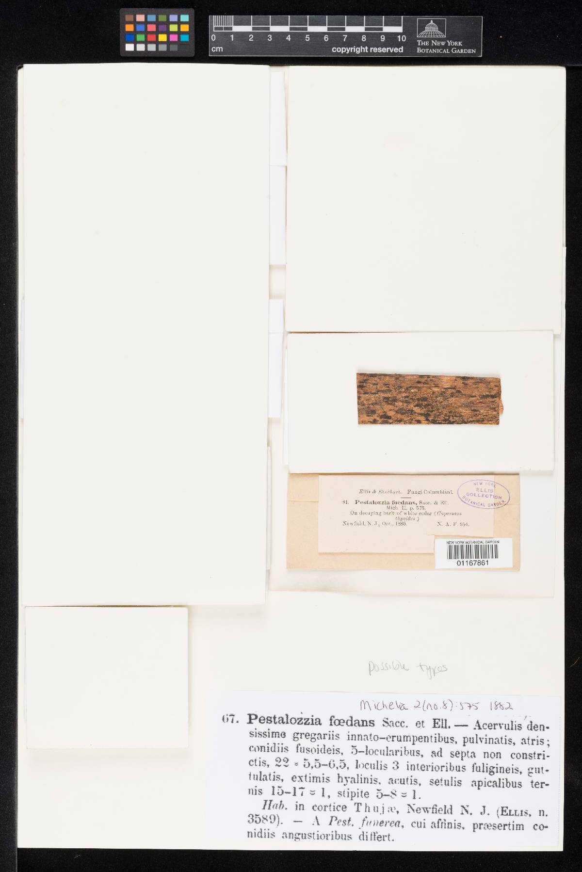 Pestalotia foedans image
