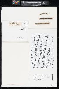 Pestalotia jefferisii image