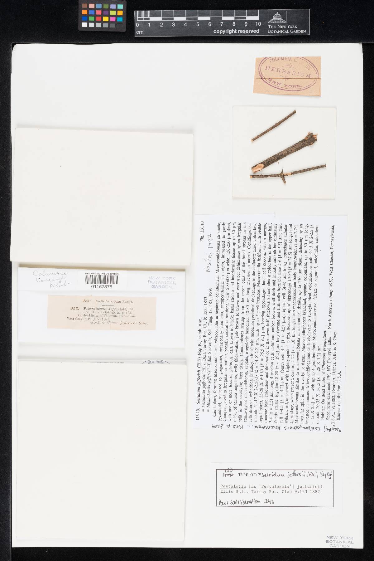 Pestalotia jefferisii image