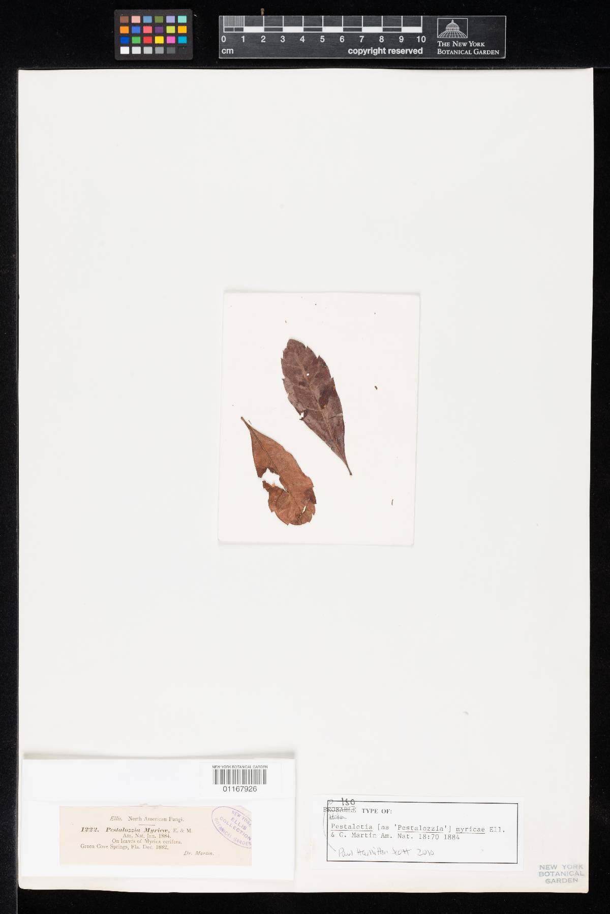 Pestalotia myricae image