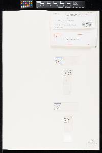 Belonioscypha polygoni image