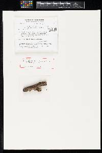 Thumbnail image of current specimen