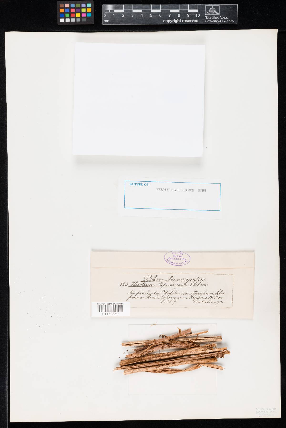 Helotium aspidiorum image