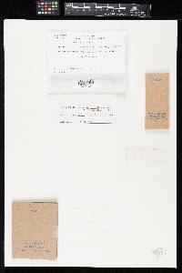 Thumbnail image of current specimen