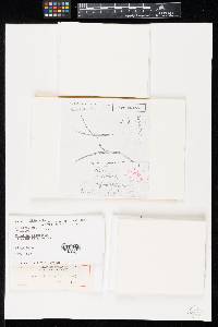 Rutstroemia calopus image