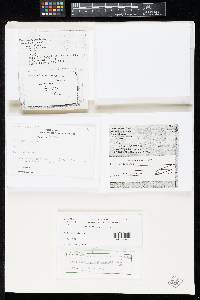 Ombrophila nigripes image