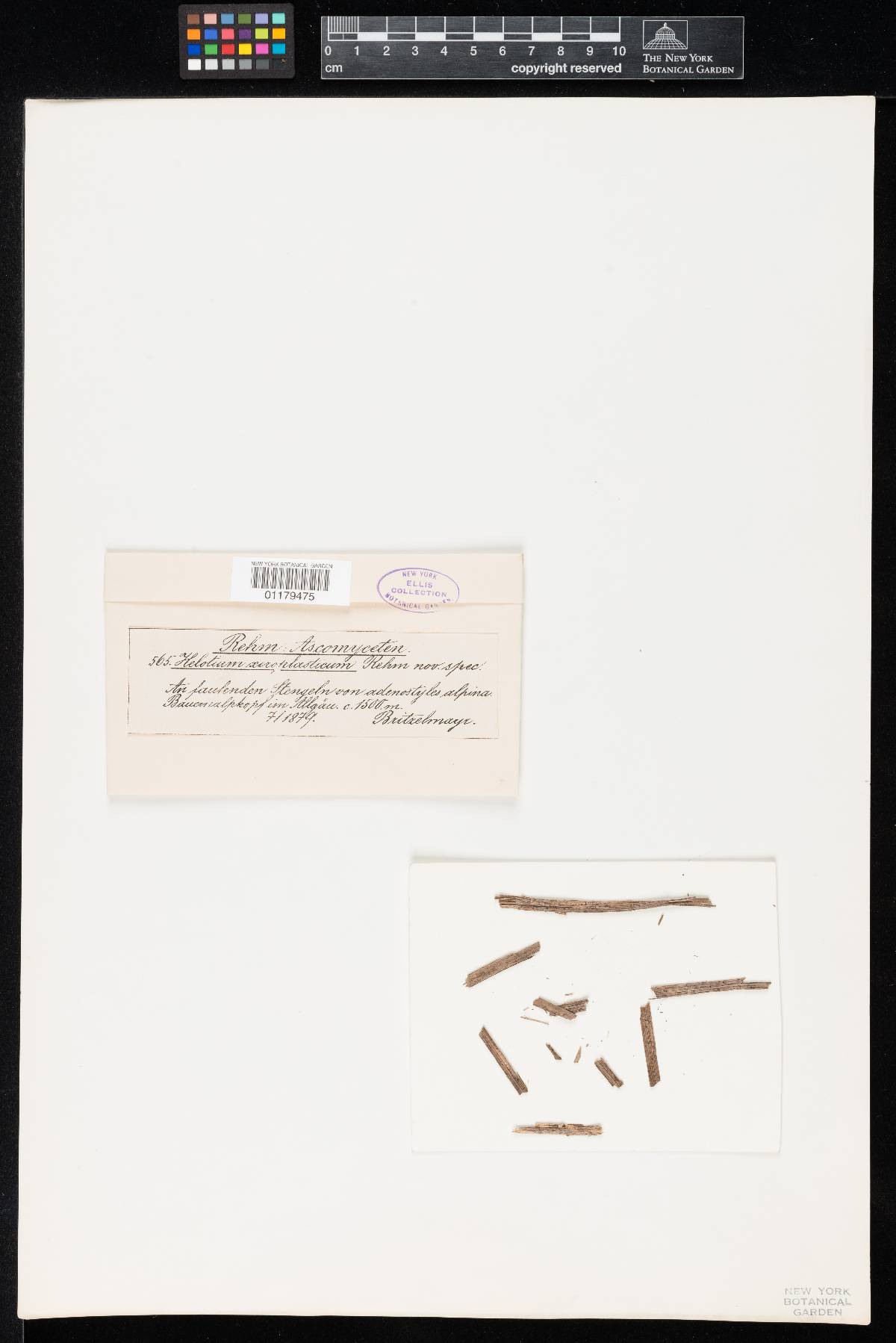 Helotium xeroplasticum image