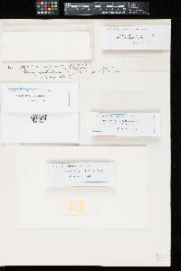 Thumbnail image of current specimen