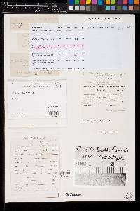 Microporus affinis image