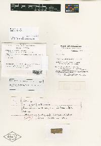 Bionectria sesquicillii image