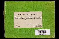 Coriolus pallidofulvellus image