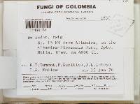 Thumbnail image of current specimen