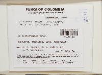 Image Associated With the Occurrence