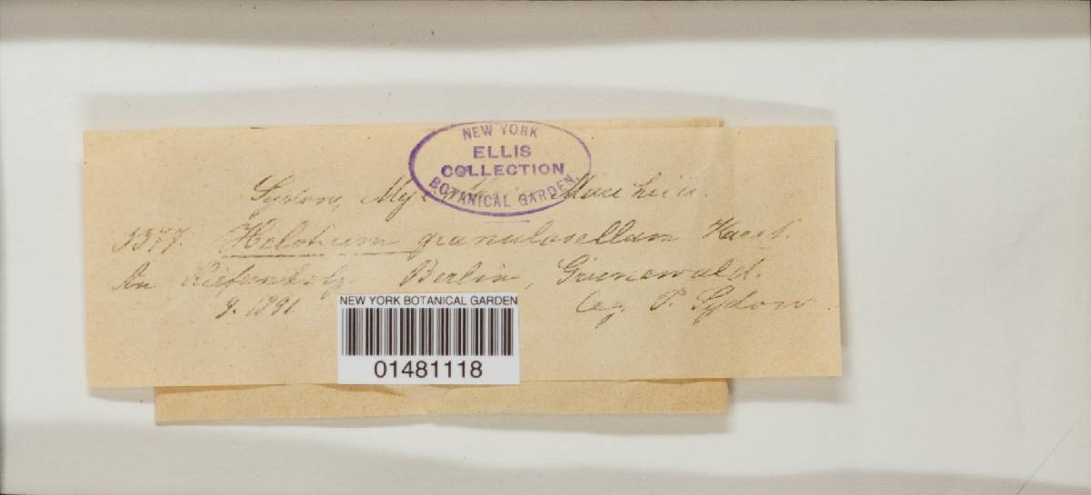 Clavidisculum karstenii image