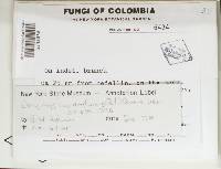 Hegermila andina image