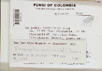 Hegermila andina image