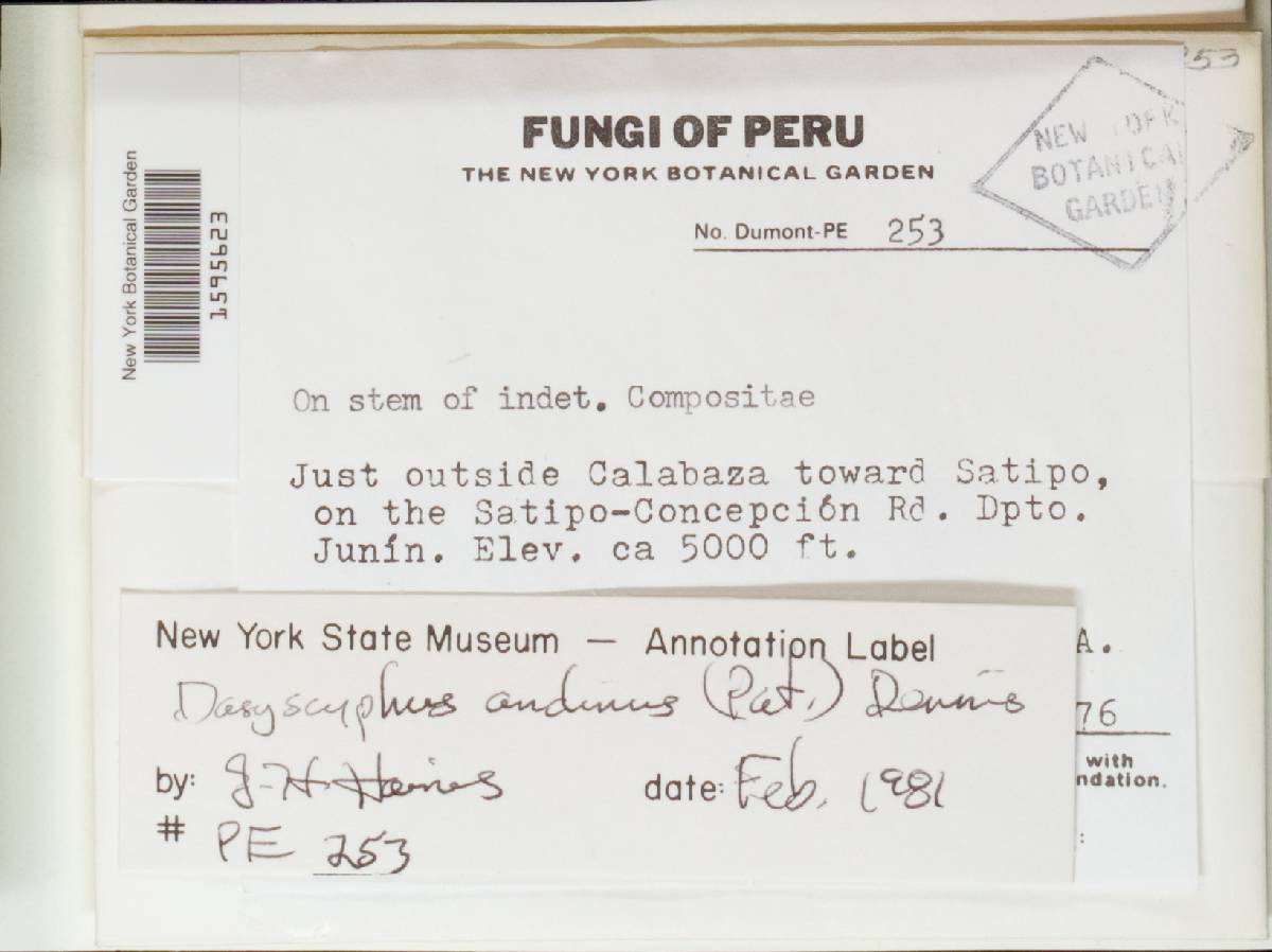 Hegermila andina image