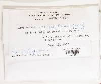 Lachnum virgineum image