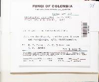 Lachnum virgineum image