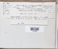 Hyaloscypha atomaria image