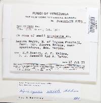 Thumbnail image of current specimen