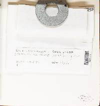 Lachnum abnorme image