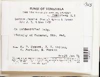 Lachnum abnorme image