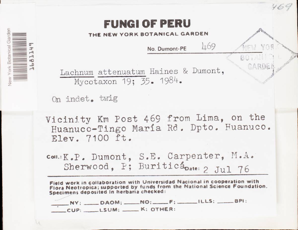 Lachnum attenuatum image