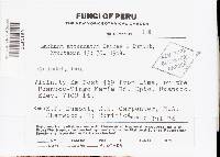 Media resource of Lachnum attenuatum