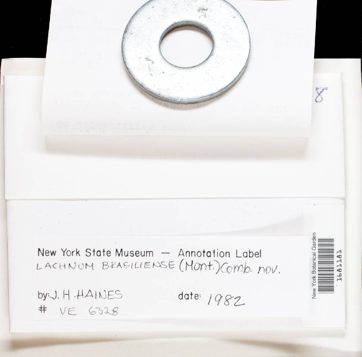 Lachnum brasiliense image