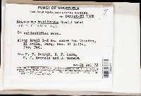 Lachnum brasiliense image