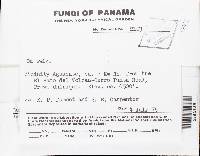 Lachnum patena image