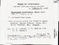 Lachnum sclerotii image