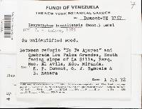 Lachnum sclerotii image