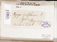 Thumbnail image of current specimen