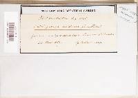 Thumbnail image of current specimen