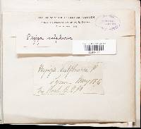 Thumbnail image of current specimen