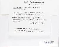 Media resource of Urceolella crispula