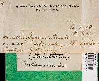 Abortiporus biennis image