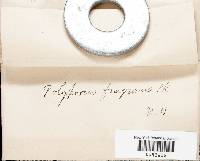 Abortiporus biennis image