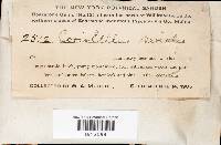 Antrodia serialis image