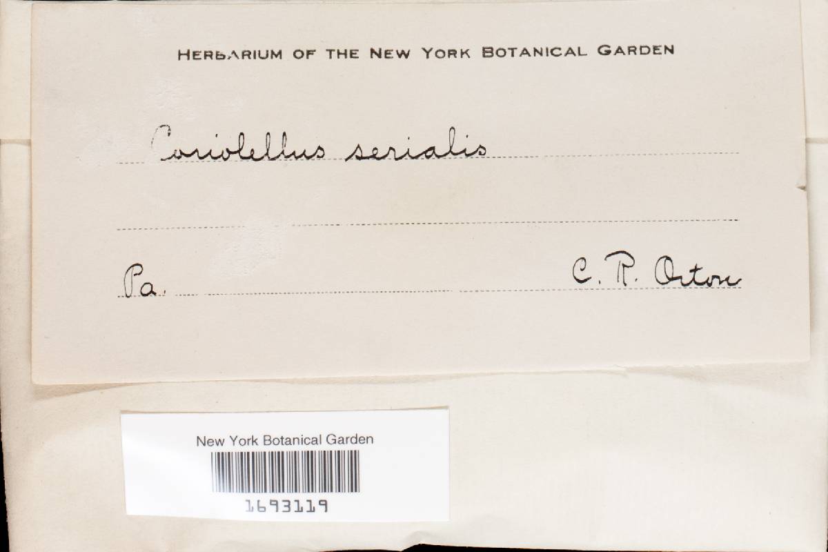 Antrodia serialis image
