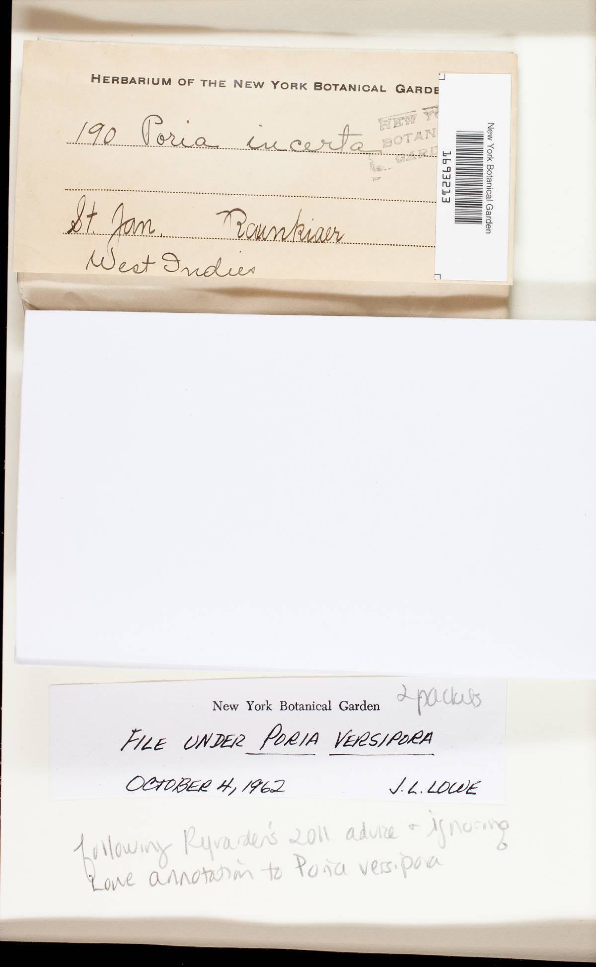 Antrodia sinuosa image