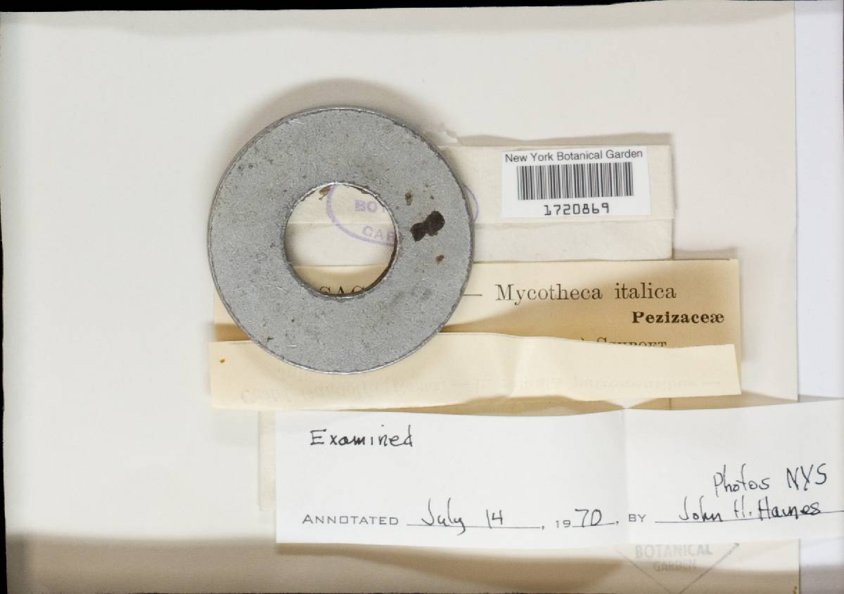 Dasyscyphus barbatus image